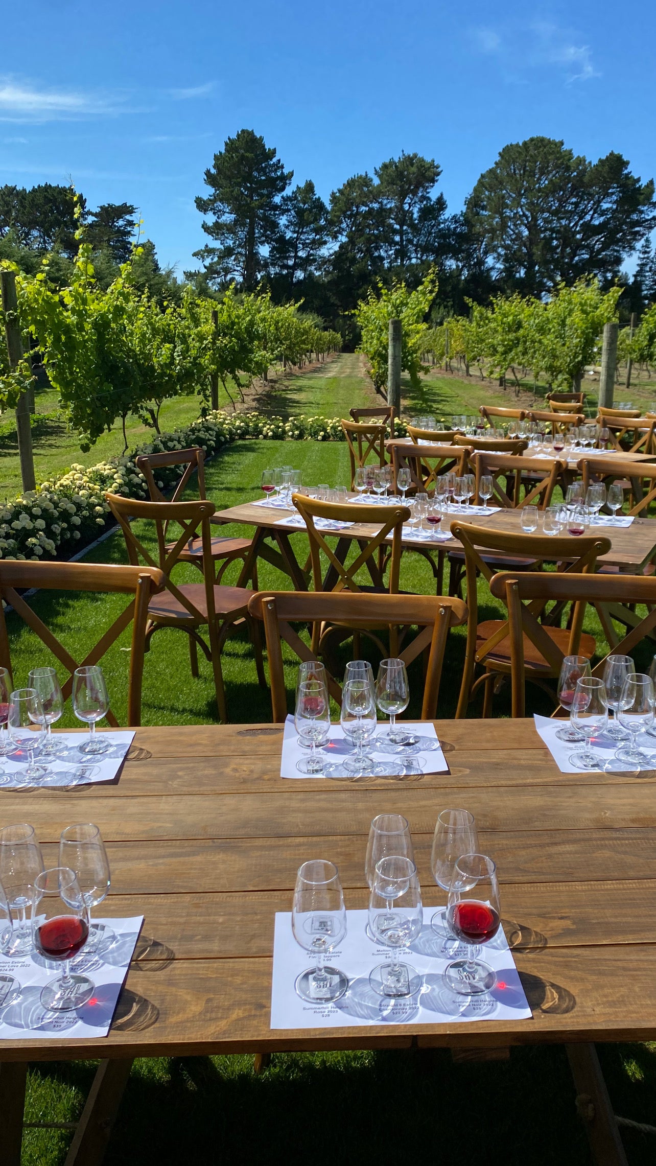 Wine Tasting in the vines at Larcomb